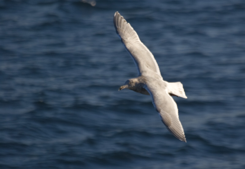 Gull In Flight